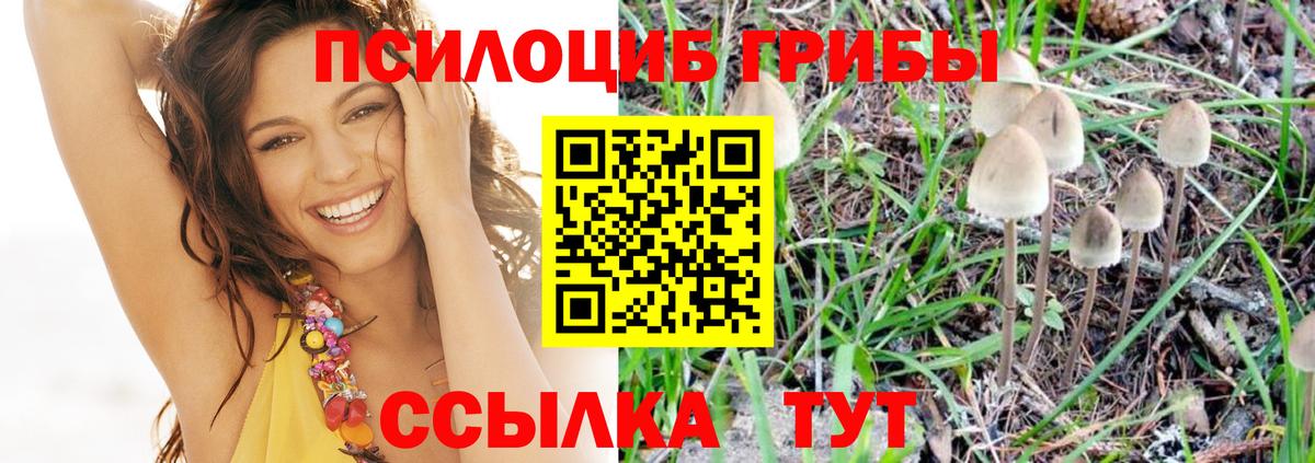 Псилоцибиновые грибы Psilocybe Конаково